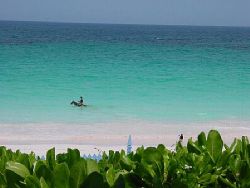 Harbour Island, Bahamas. Horse swimming Pink Sand Beach. ... by Yolanda Van Zanten 